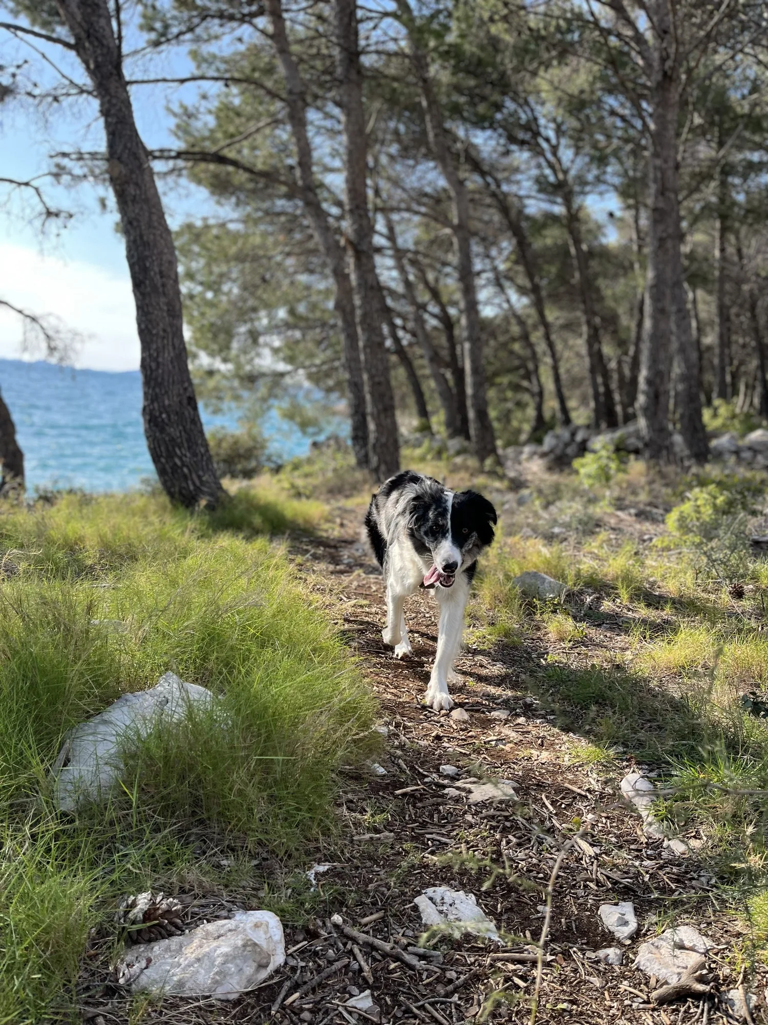 Pes na terase Buqez Beach Vila 8, psi vítáni